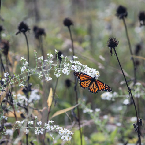 Springtown – Springfield